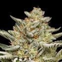 OG Triploid Auto (Humboldt Seed Company) feminizada