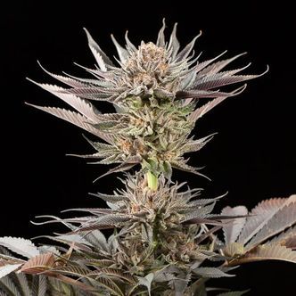 Lemon Tree 2.0 (Silent Seeds x Lemon Tree) feminizada