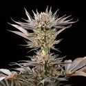Lemon Tree 2.0 (Silent Seeds x Lemon Tree) feminizada