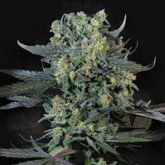 Momo (Paradise Seeds) feminizada