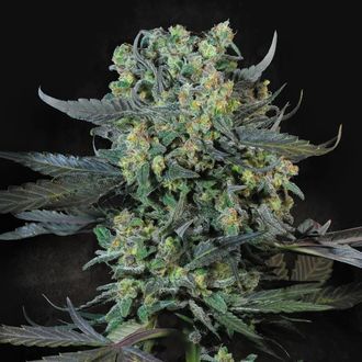 Momo (Paradise Seeds) feminizada