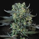 Momo (Paradise Seeds) feminizada