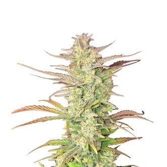 Z-Up Auto (FastBuds) feminizada