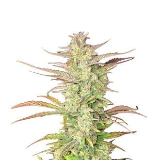 Z-Up Auto (FastBuds) feminizada