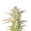 Z-Up Auto (FastBuds) feminizada