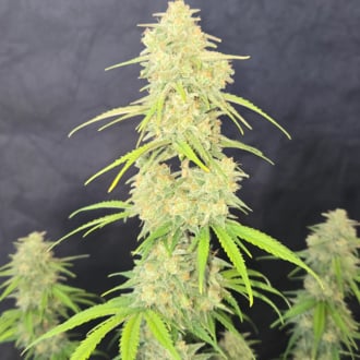 Z-Up Auto (FastBuds) feminizada