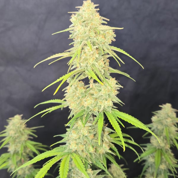 Z-Up Auto (FastBuds) feminizada