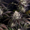 Frostbanger Auto (FastBuds) feminizada