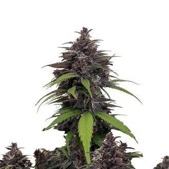 Purple Haze Auto (FastBuds) feminizada
