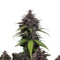 Purple Haze Auto (FastBuds) feminizada