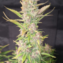 Purple Haze Auto (Fast Buds) feminizada
