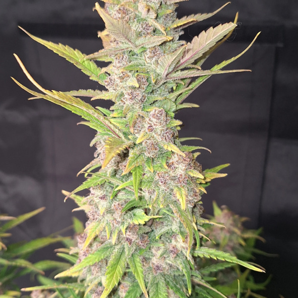 Purple Haze Auto (Fast Buds) feminizada