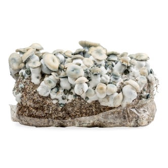 Bolsa de cultivo Ready-2-Grow 'Bluey Vuitton' de Zamnesia