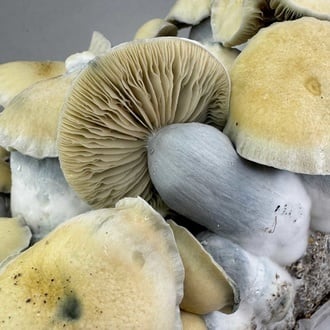 Bolsa de cultivo Ready-2-Grow 'Bluey Vuitton' de Zamnesia