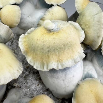 Bolsa de cultivo Ready-2-Grow 'Bluey Vuitton' de Zamnesia