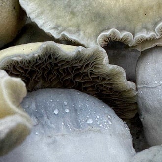 Bolsa de cultivo Ready-2-Grow 'Bluey Vuitton' de Zamnesia