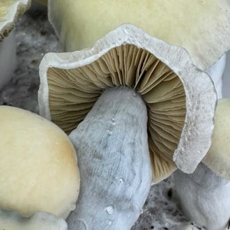 Bolsa de cultivo Ready-2-Grow 'Bluey Vuitton' de Zamnesia