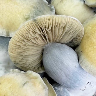 Bolsa de cultivo Ready-2-Grow 'Bluey Vuitton' de Zamnesia