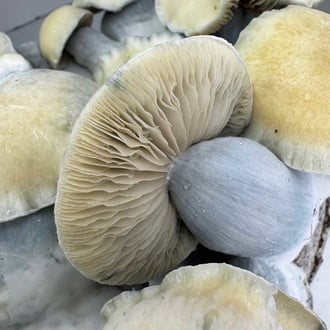 Bolsa de cultivo Ready-2-Grow 'Bluey Vuitton' de Zamnesia