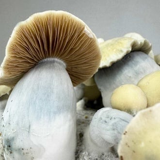 Bolsa de cultivo Ready-2-Grow 'Bluey Vuitton' de Zamnesia