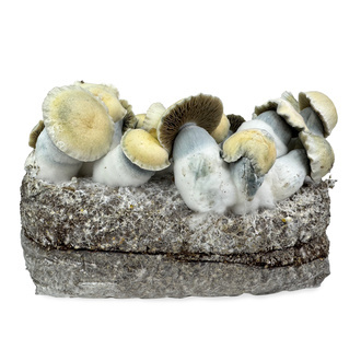 Bolsa de cultivo Ready-2-Grow 'Bluey Vuitton' de Zamnesia