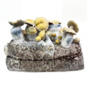Bolsa de cultivo Ready-2-Grow 'Bluey Vuitton' de Zamnesia