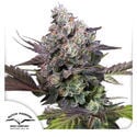 Candy Bubatz XL (Dutch Passion) feminizada