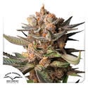 Auto Frozen Biscotti (Dutch Passion) feminizada