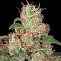 Pack Colección Auto 2 (Paradise Seeds) feminizada