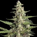Pack Colección Auto 2 (Paradise Seeds) feminizada