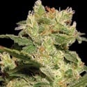 Pack Colección Auto 2 (Paradise Seeds) feminizada