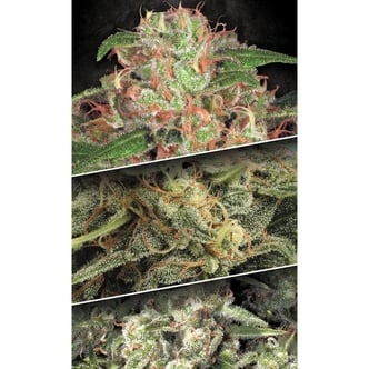 Pack Colección Auto 2 (Paradise Seeds) feminizada