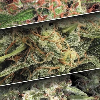 Pack Colección Auto 2 (Paradise Seeds) feminizada