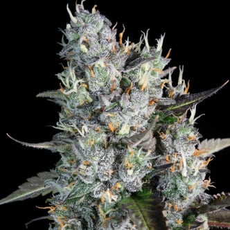 Red Velvet Auto (Paradise Seeds) feminizada
