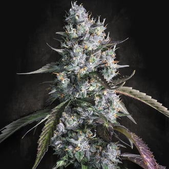 Red Velvet Auto (Paradise Seeds) feminizada