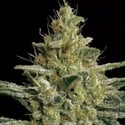 Allkush (Paradise Seeds) feminizada