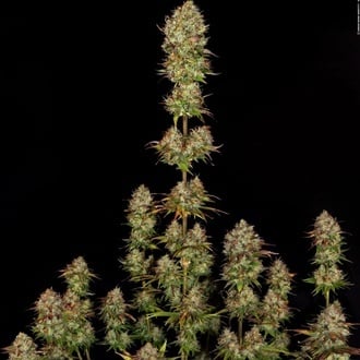 Apricot Candy (Paradise Seeds) feminizada