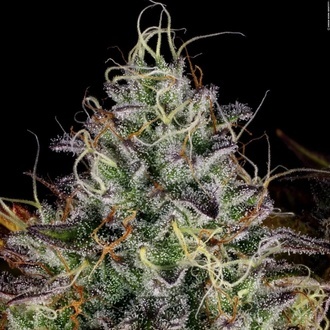 Apricot Candy (Paradise Seeds) feminizada