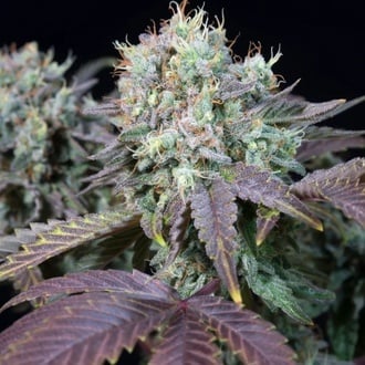 Blue Gem (Paradise Seeds) feminizada