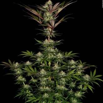 Chocolate Wafflez (Paradise Seeds) feminizada