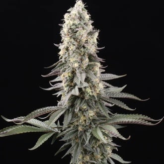 El Dorado OG (Paradise Seeds) feminizada