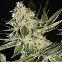 Glowstarz (Paradise Seeds) feminizada
