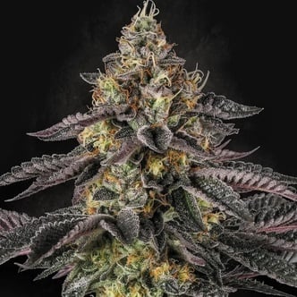 Sunset Paradise (Paradise Seeds) feminizada