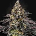 Sunset Paradise (Paradise Seeds) feminizada