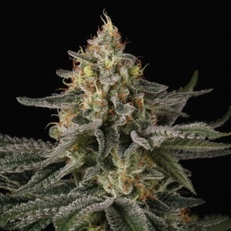 Sunset Paradise (Paradise Seeds) feminizada