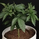 Sunset Paradise (Paradise Seeds) feminizada