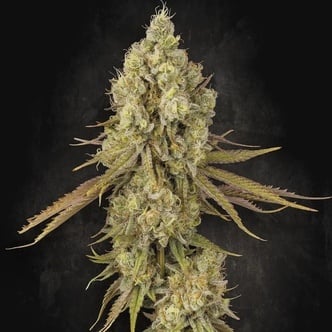 Tangerine Sorbet (Paradise Seeds) feminizada