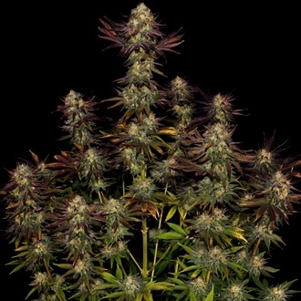 Tangerine Sorbet (Paradise Seeds) feminizada