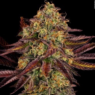 Tangerine Sorbet (Paradise Seeds) feminizada