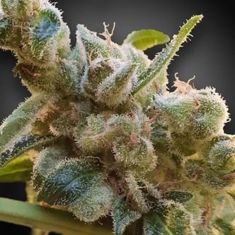 CBDrelax (Paradise Seeds) feminizada